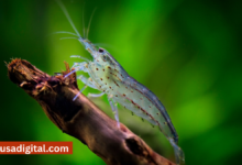 caridina multidentata