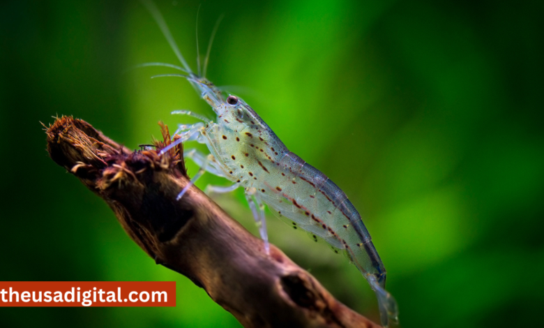 caridina multidentata