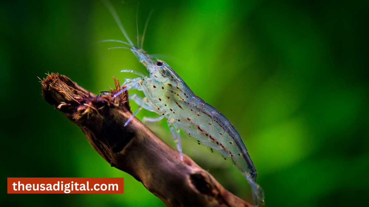 caridina multidentata